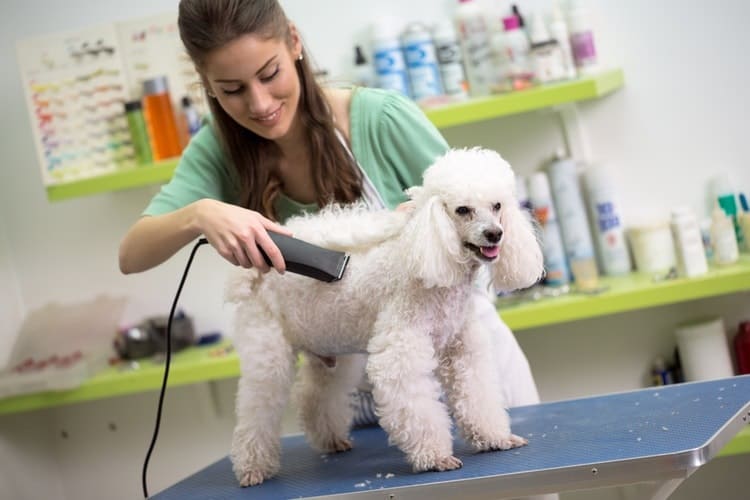 how to become dog grooming