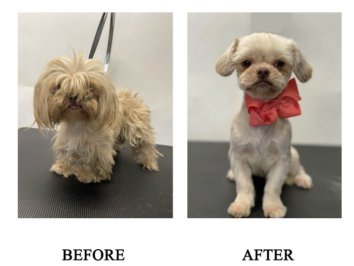dog grooming images
